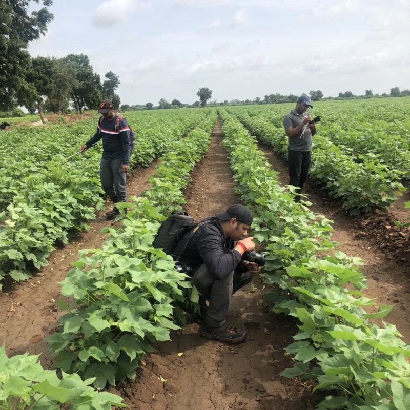 3 men measuring biodiversity on cotton fields in India.