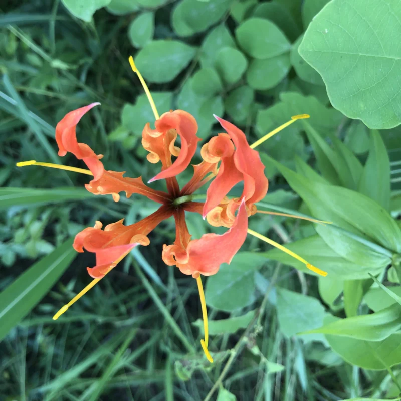 Plant of the Gloriosa genus found in the margin of a cotton field in India.