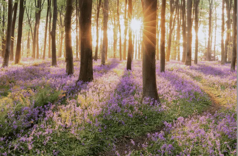 bluebell-forest-systematic-conservation-planning