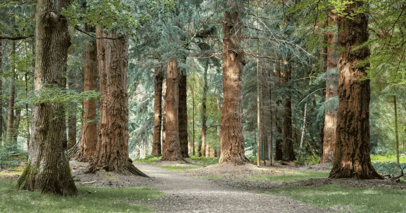 giant-redwood-tree-forest-systematic-conservation-planning