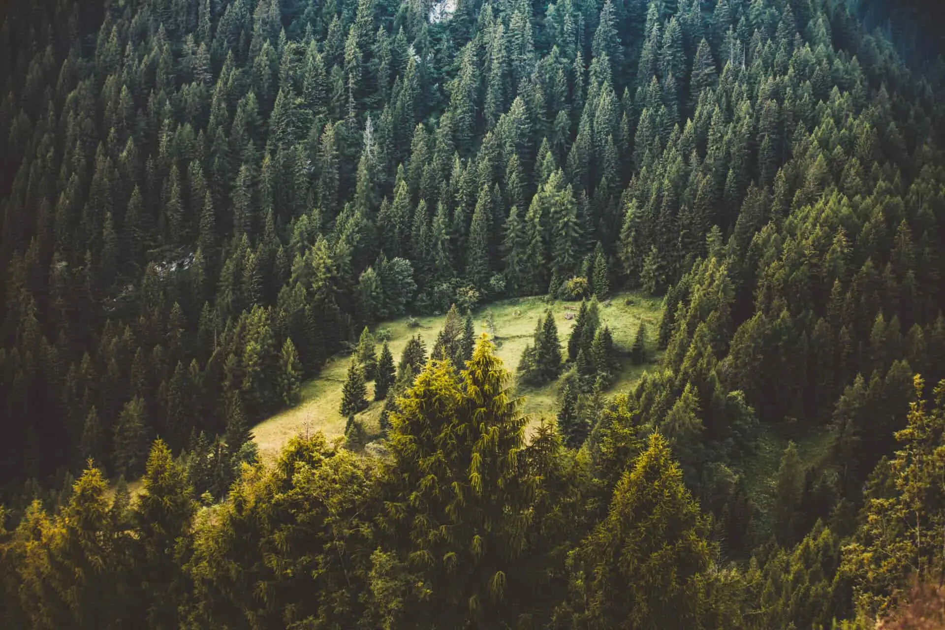pine-forest-biodiversify-services